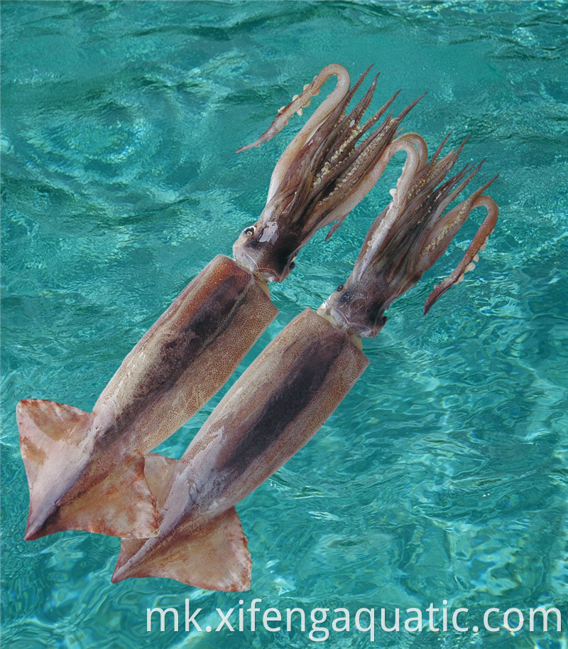 Тодародес Пацификус Todarodes Pacificus